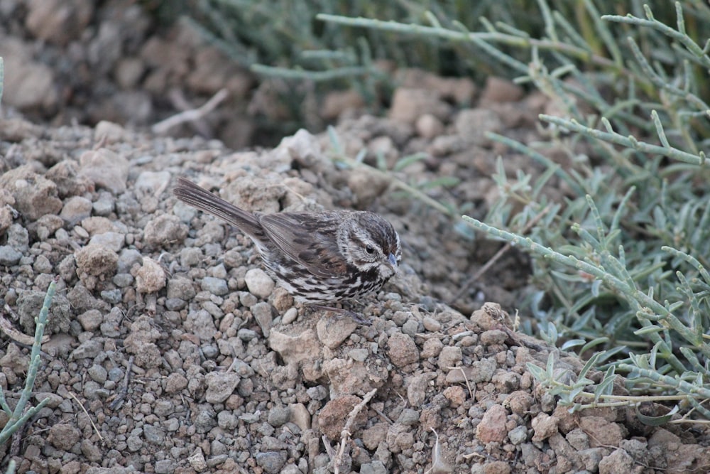 a small bird standing on a pile of rocks