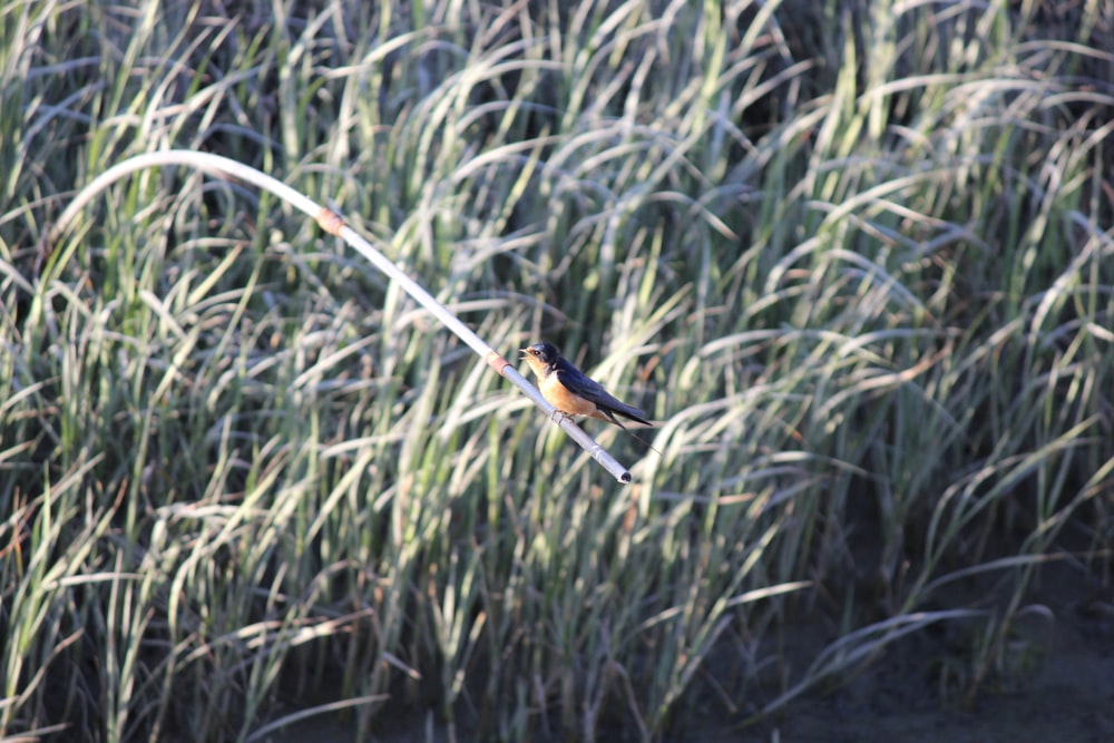a small bird sitting on a stick in a field of tall grass