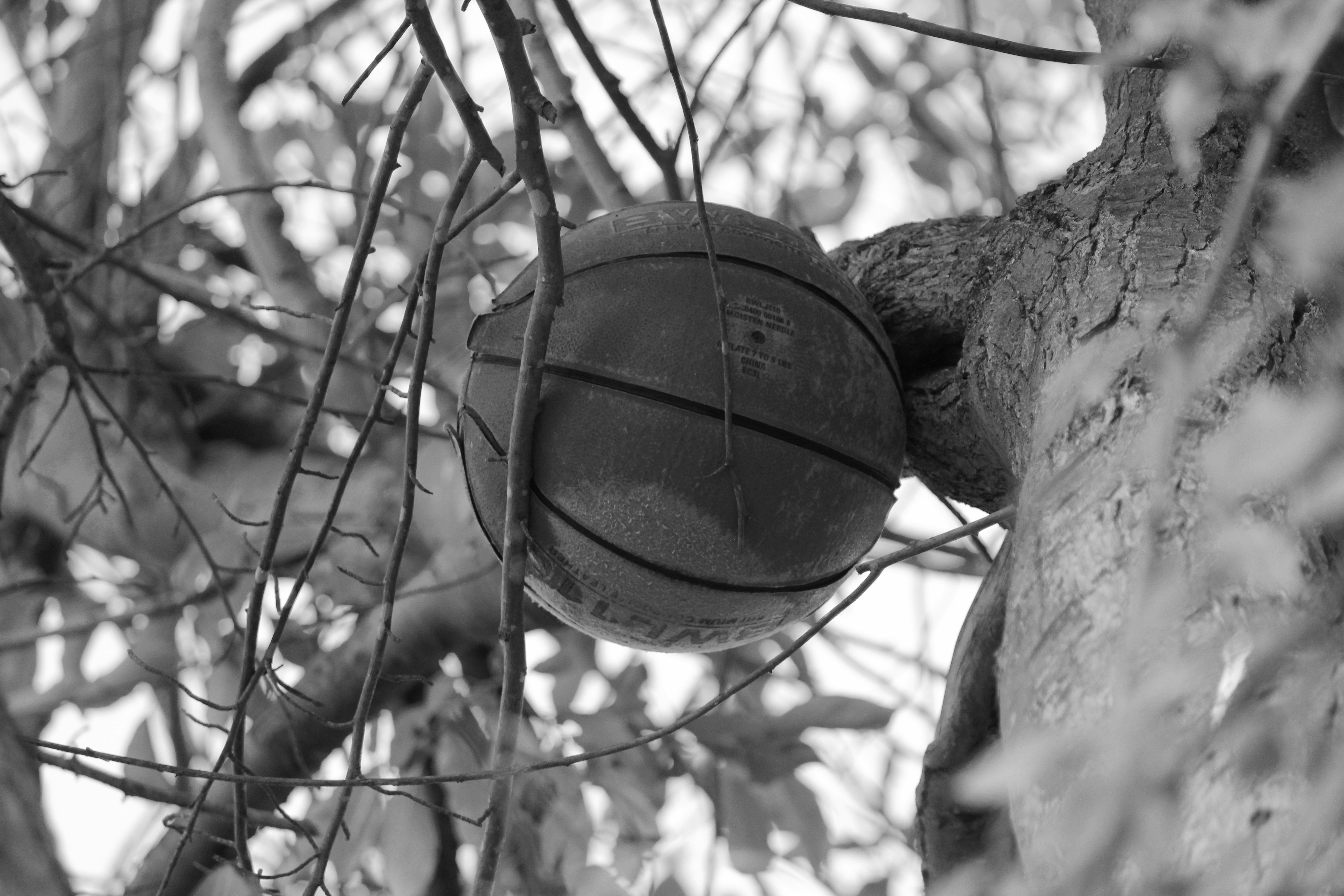 A basketball stuck in a tree, with a sad touch.