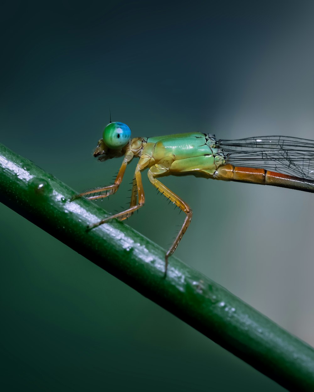 a close up of a dragonfly on a green stem