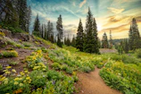 A lush green mountain trail winding through wildflowers under a sunny spring sky.