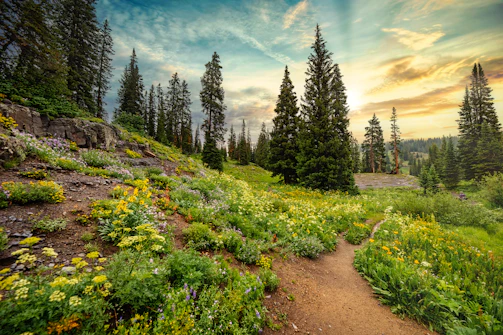 A sunlit mountain trail winding through lush green forests, inviting adventure.