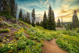 A lush, mountainous landscape featuring a vibrant array of wildflowers and dense evergreen trees. The sky above is partly cloudy with rays of sunshine breaking through, casting a warm glow over the scene. A narrow dirt path winds through the greenery, inviting exploration.
