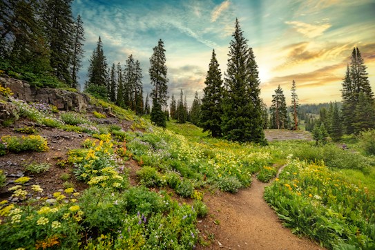 A lush, mountainous landscape featuring a vibrant array of wildflowers and dense evergreen trees. The sky above is partly cloudy with rays of sunshine breaking through, casting a warm glow over the scene. A narrow dirt path winds through the greenery, inviting exploration.