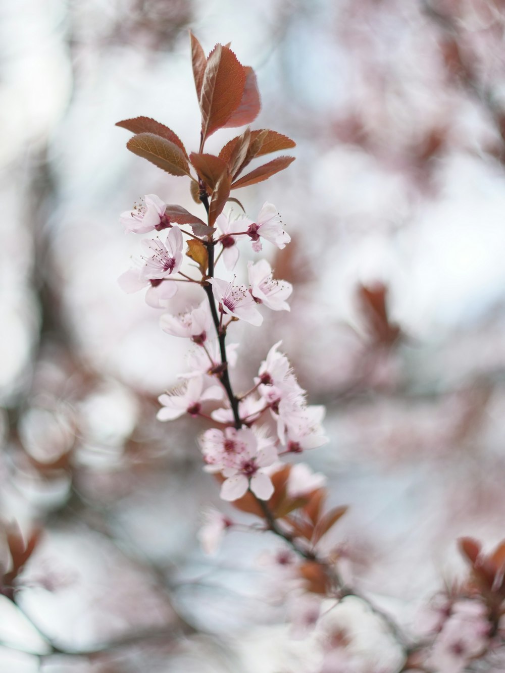 a branch of a tree with pink flowers