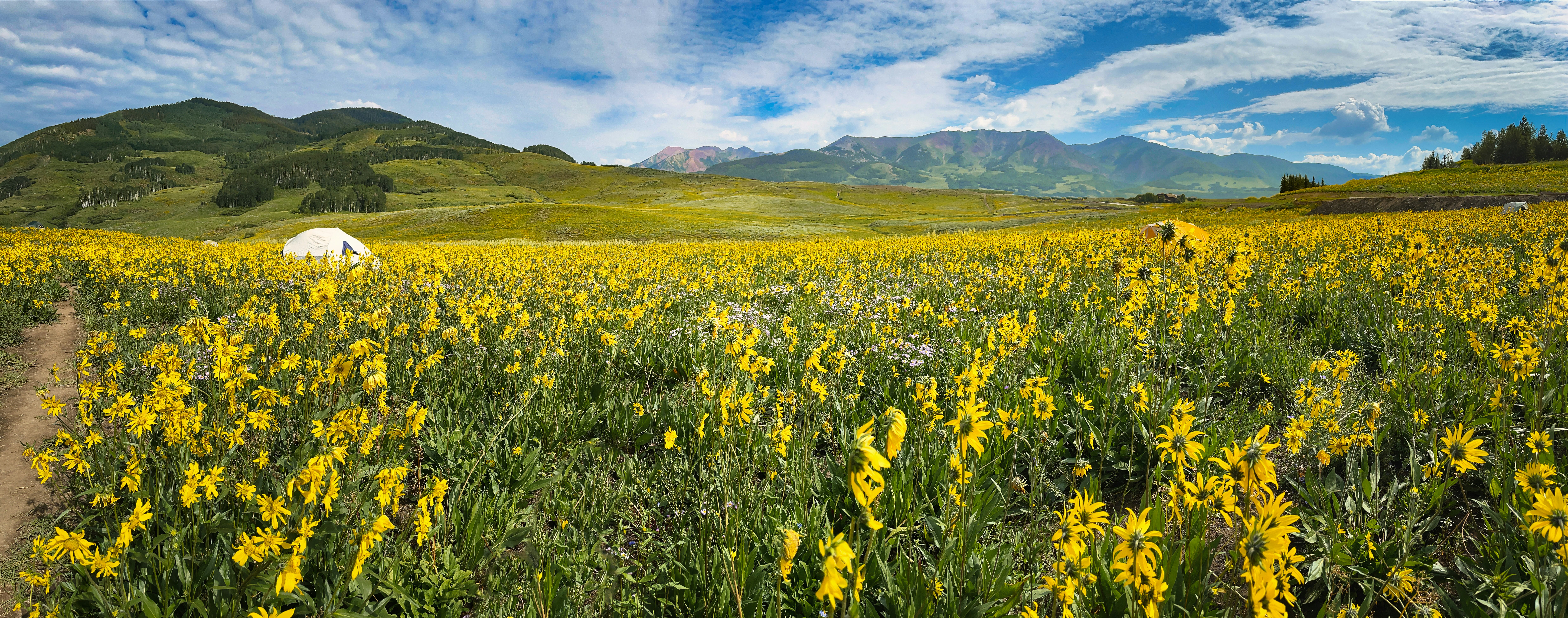 a field full of yellow flowers with mountains in the background
