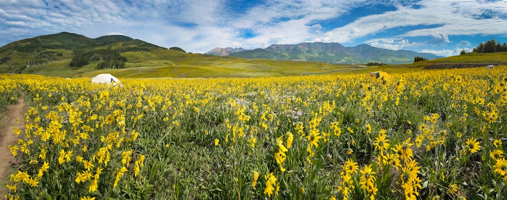 a field full of yellow flowers with mountains in the background