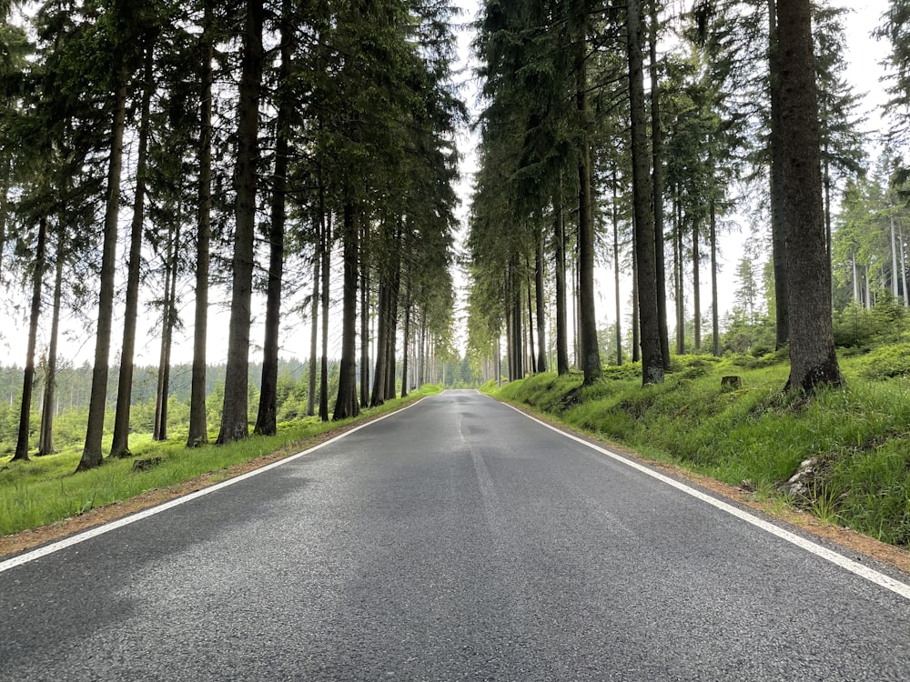 an empty road in the middle of a forest