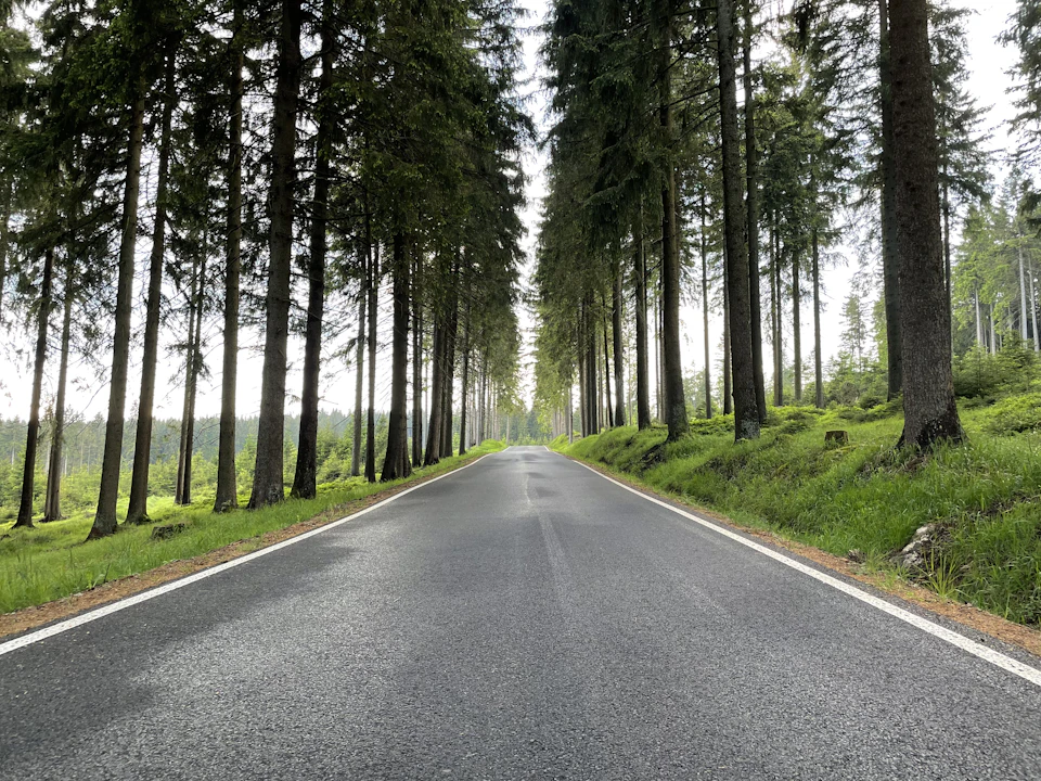 Serene forest scene with winding road flanked by tall, green trees stretching into distance