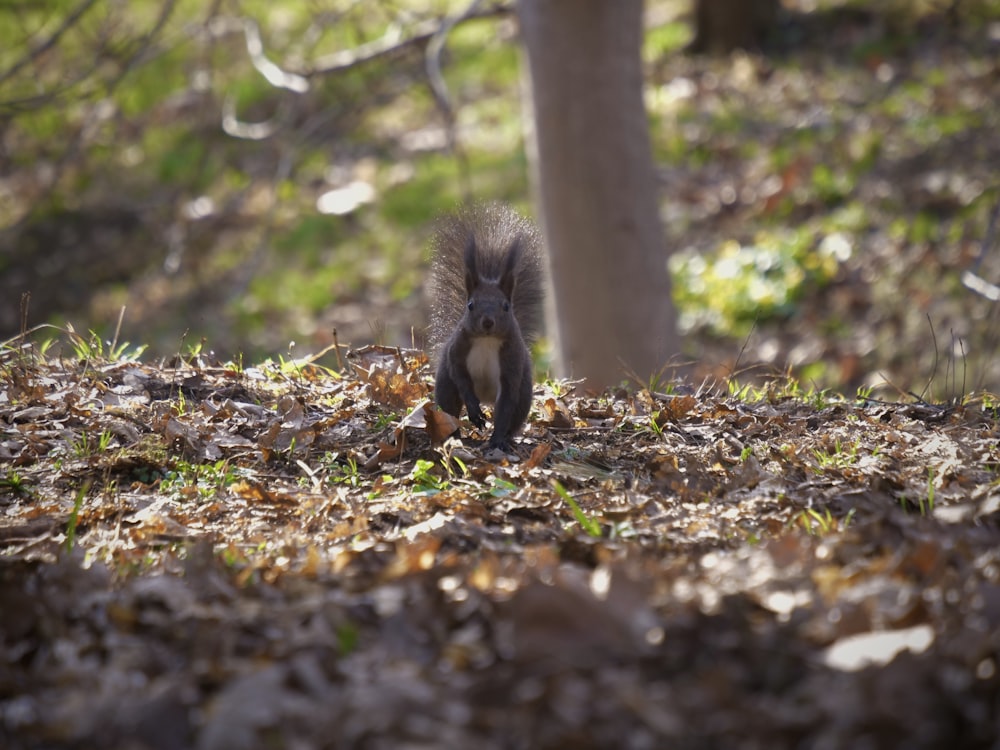 a squirrel is standing in the leaves near a tree