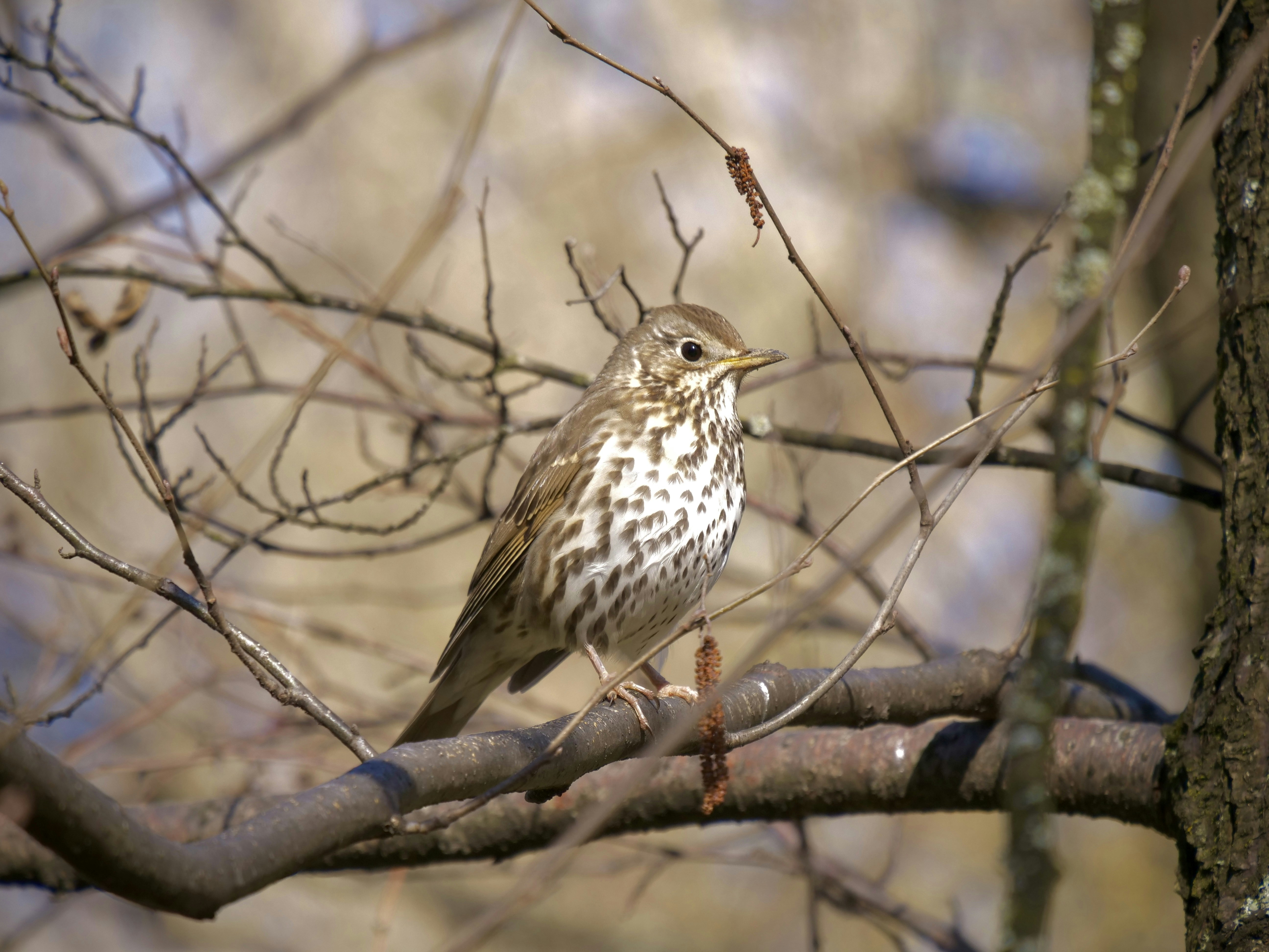 Photo by berciuemanuel