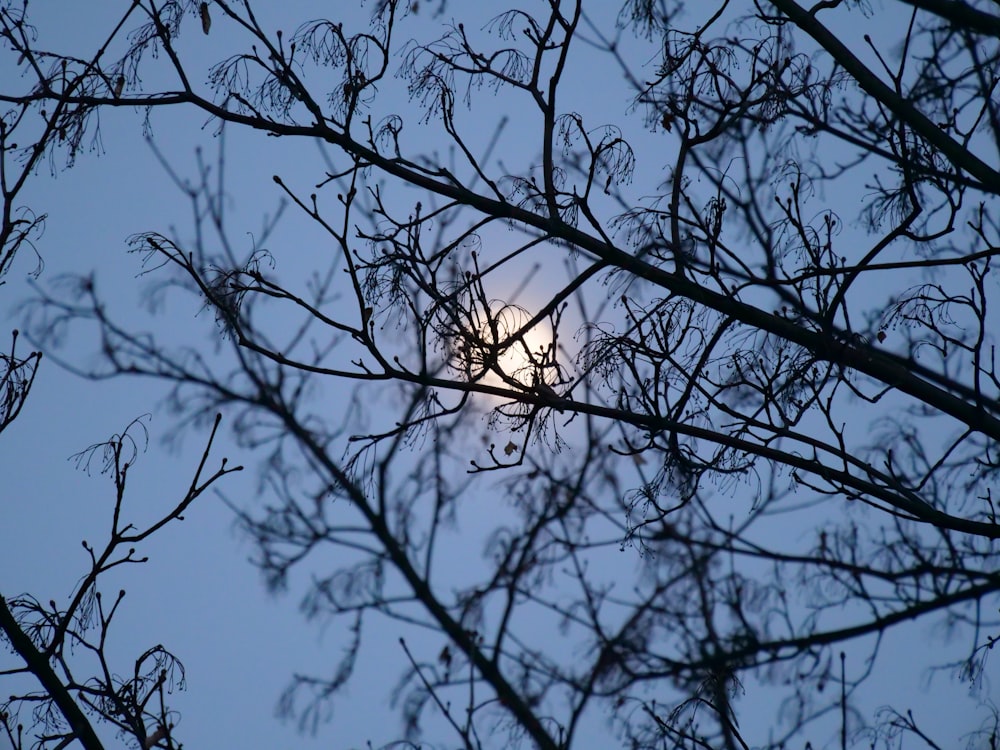 a full moon seen through the branches of a tree