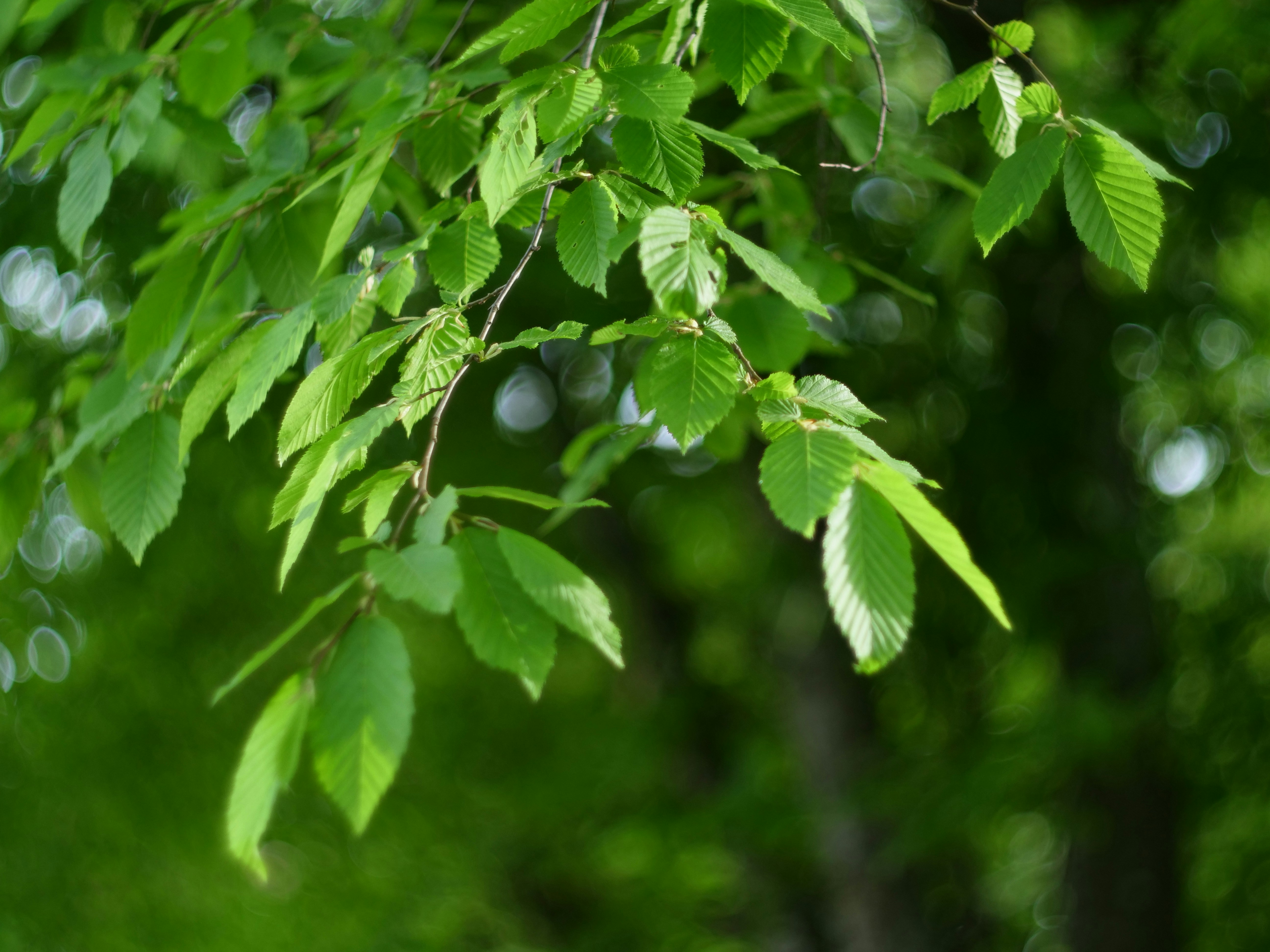 Photo by berciuemanuel