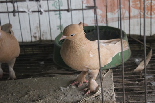 A light brown pigeon with white patterns stands on a coarse concrete surface inside a cage. The background includes a green plastic container, and the cage's metal bars are visible. There are feathers scattered around, indicating the presence of other birds.