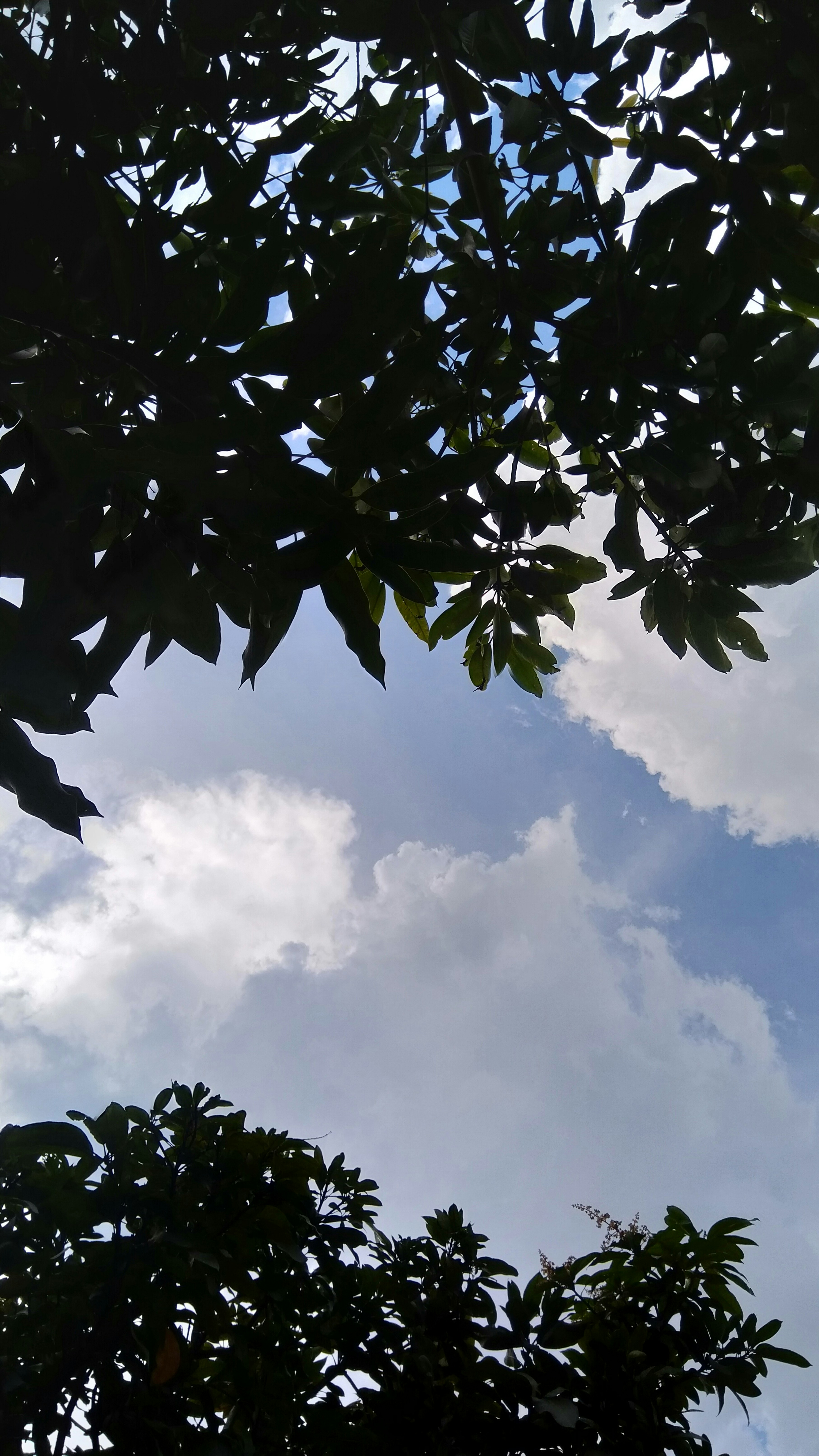 a view of the sky through the leaves of a tree