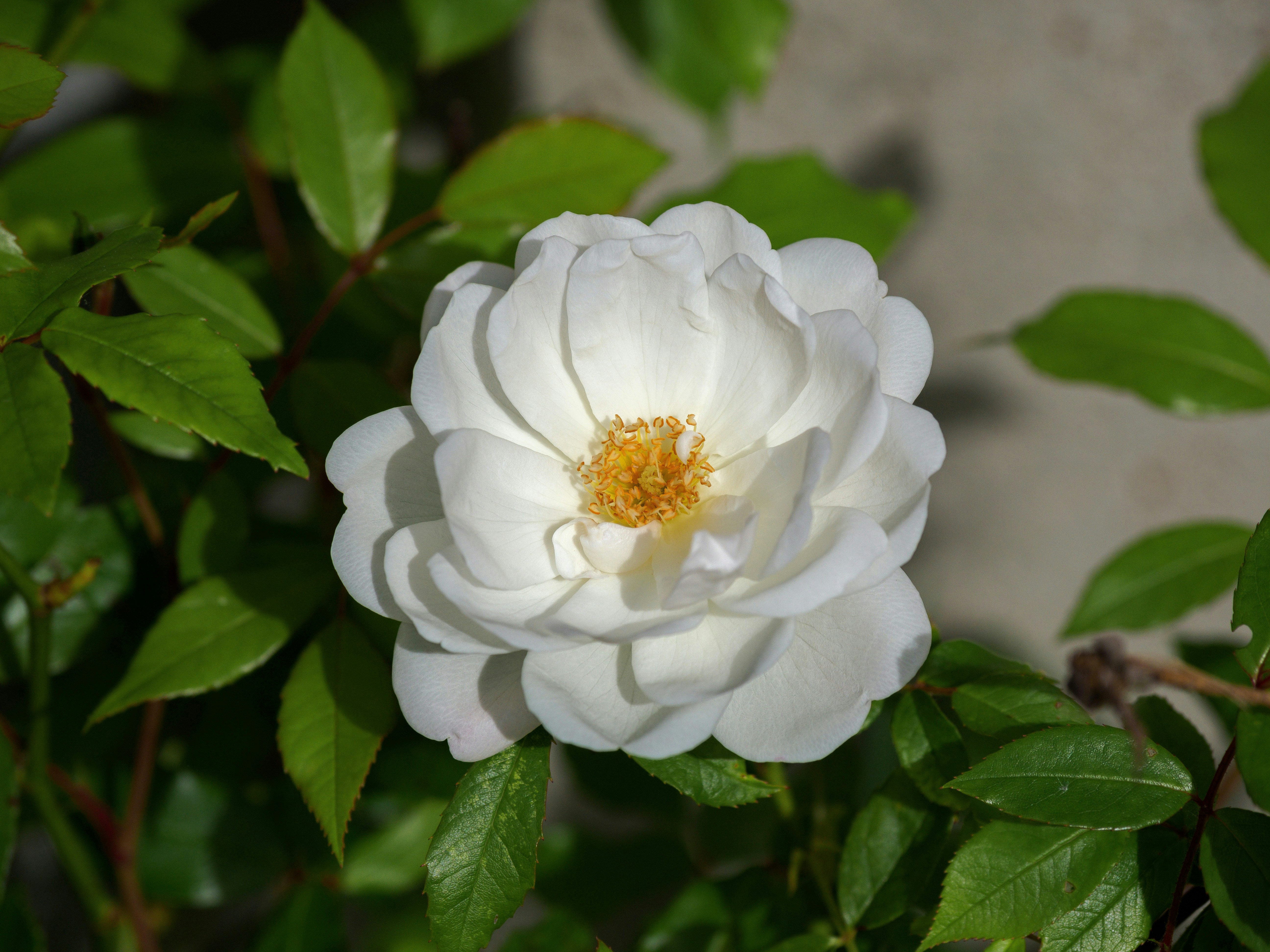 Photo by brett_jordan