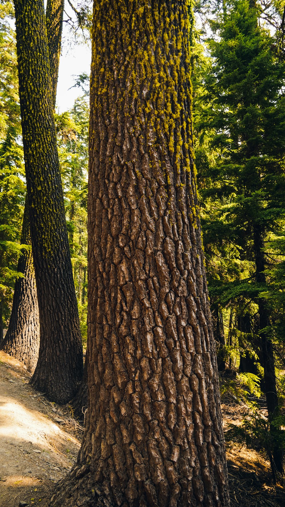 a couple of trees that are next to each other