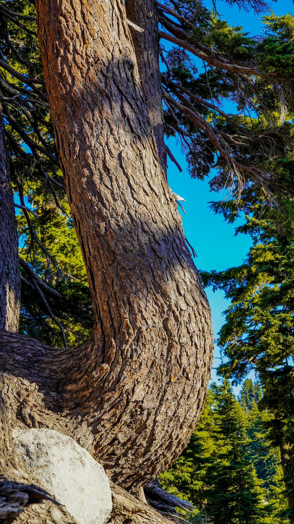 a large tree with a rock in the foreground