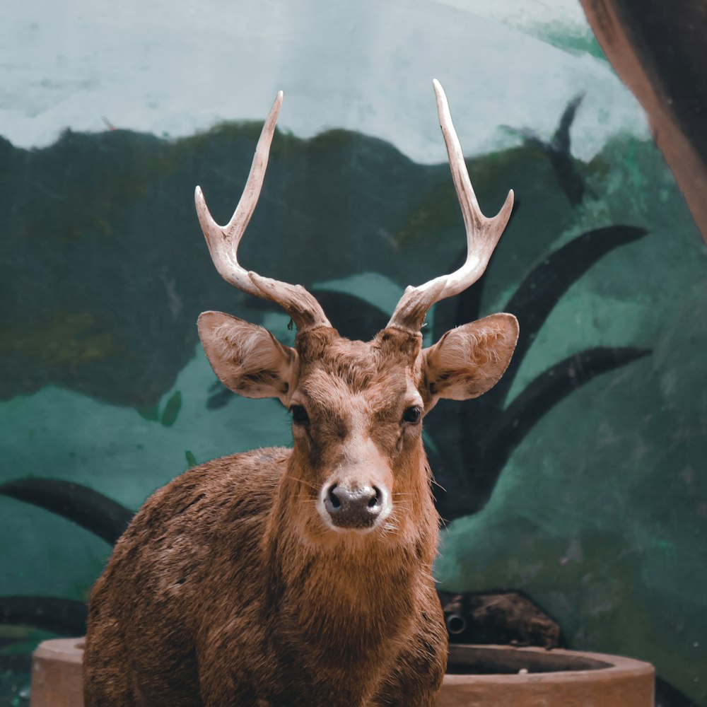 a close up of a deer with antlers on it's head