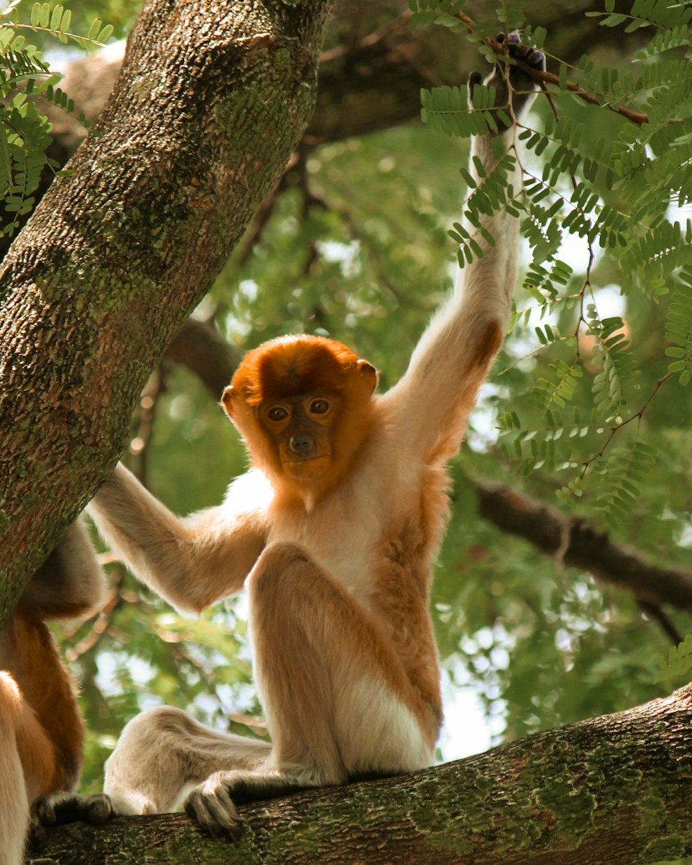 a brown and white monkey hanging from a tree branch