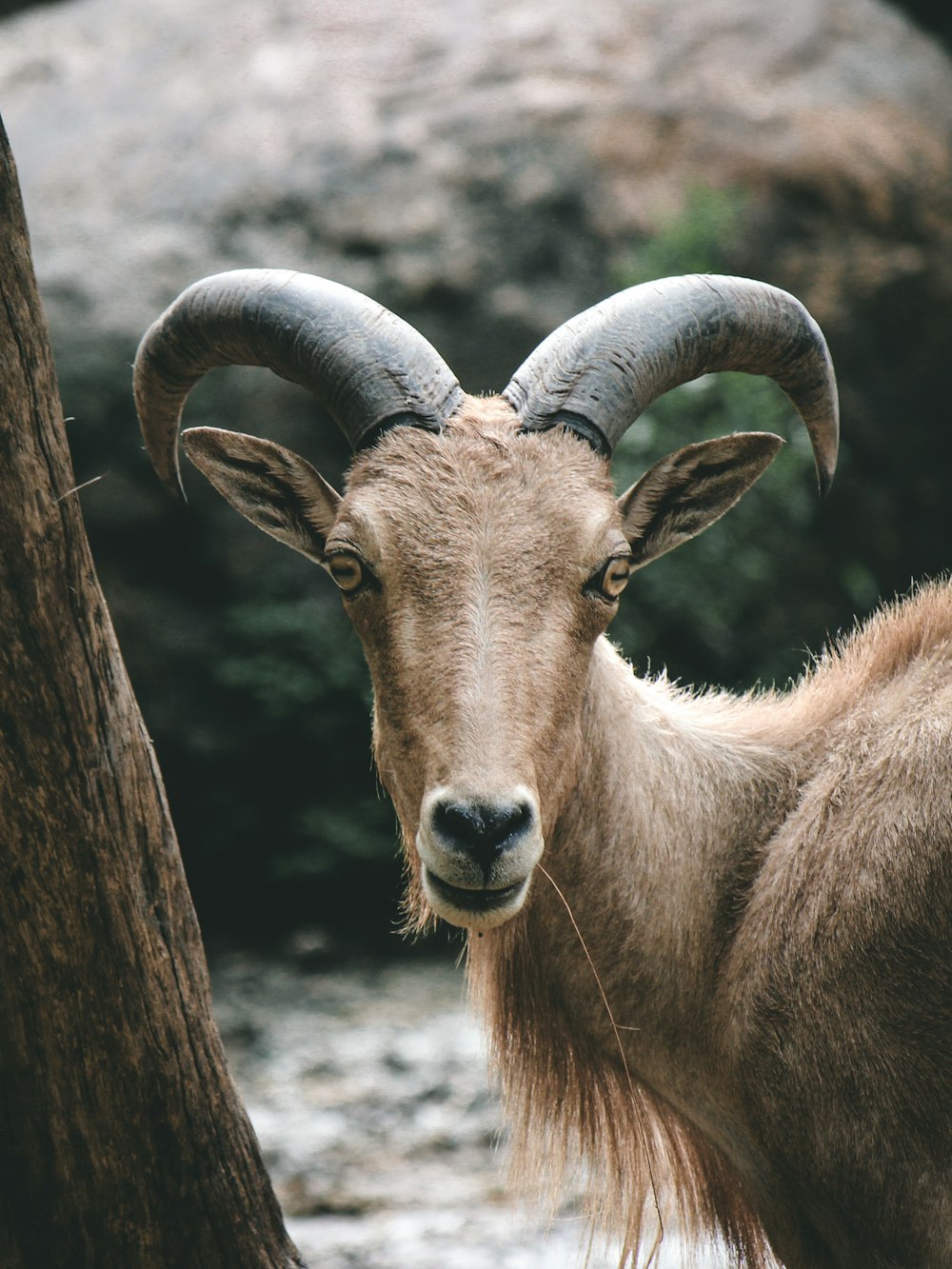 a ram with large horns standing next to a tree