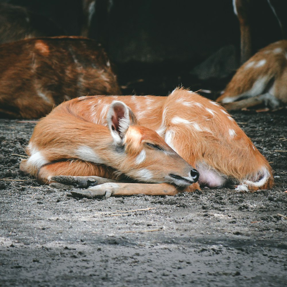 a couple of deer laying on top of a dirt field