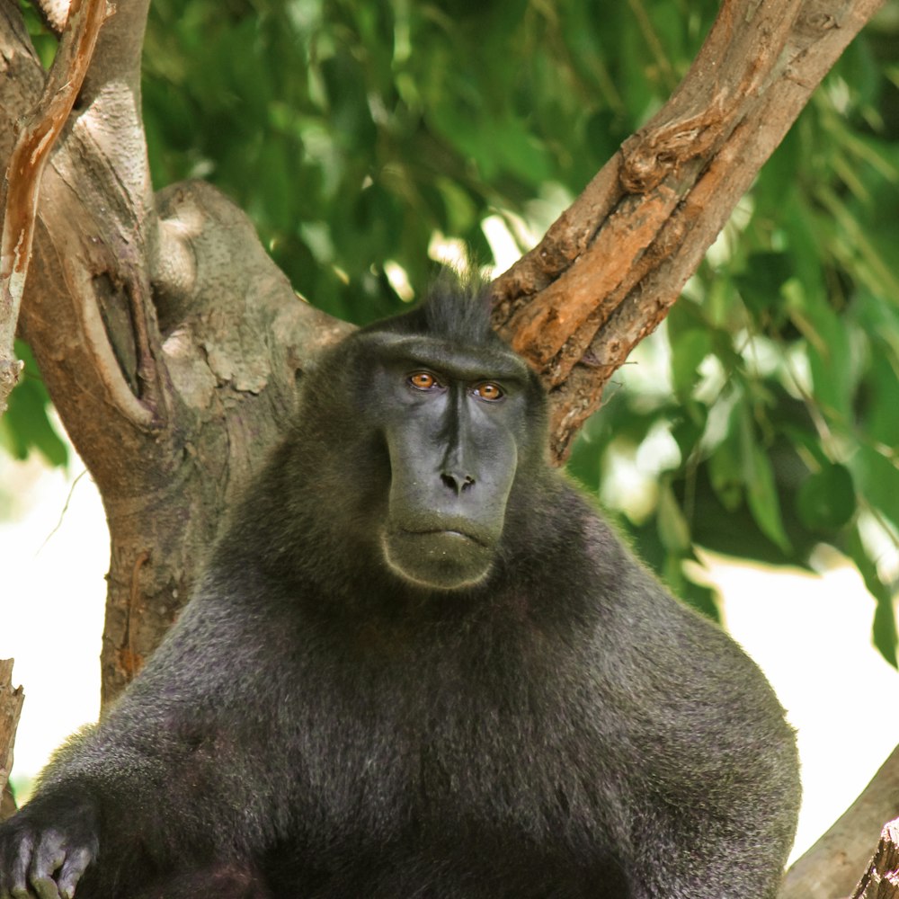 a black baboon sitting in a tree looking at the camera