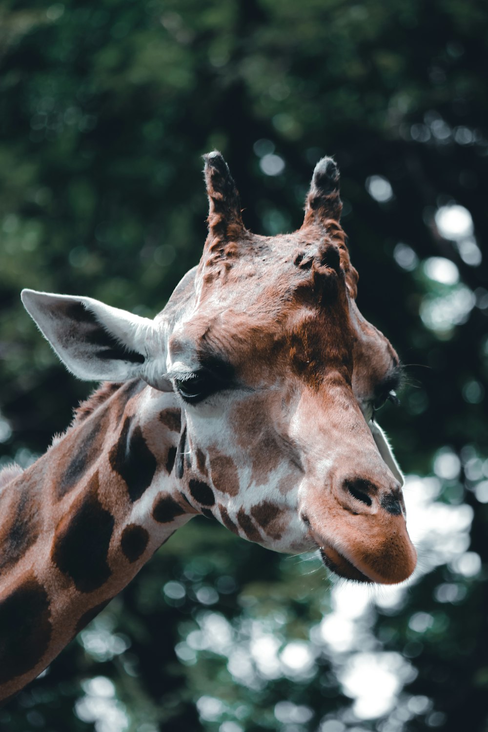 a close up of a giraffe with trees in the background