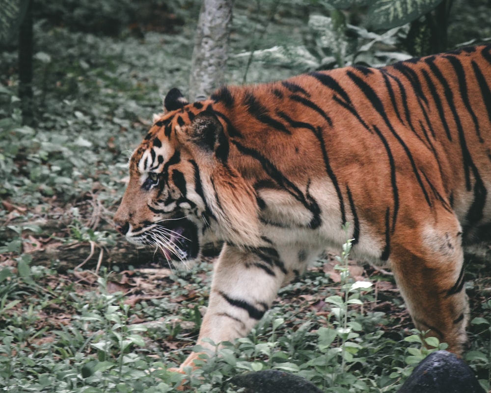a tiger walking through a lush green forest