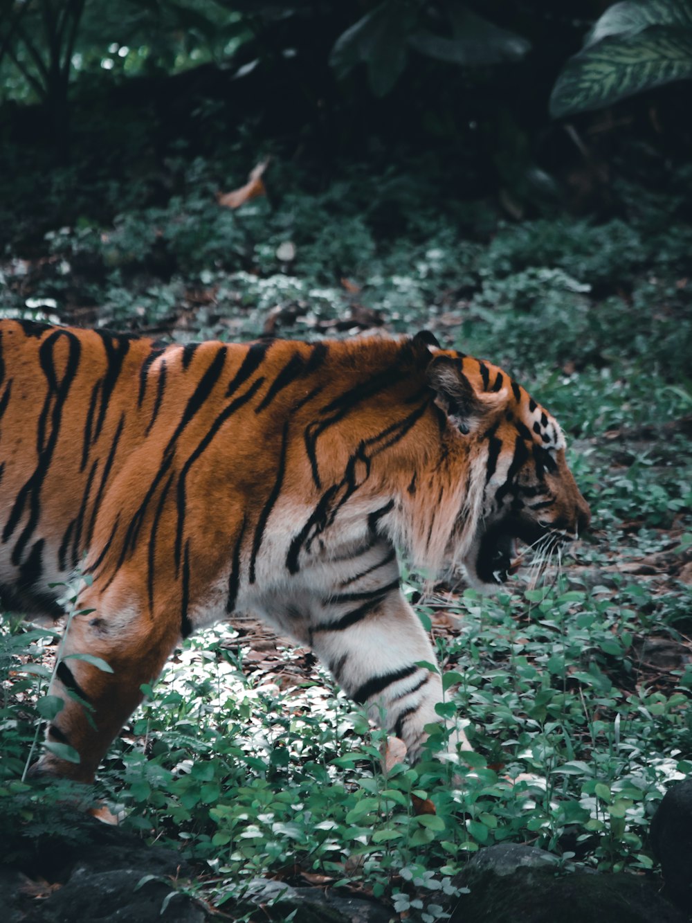 a tiger walking through a lush green forest