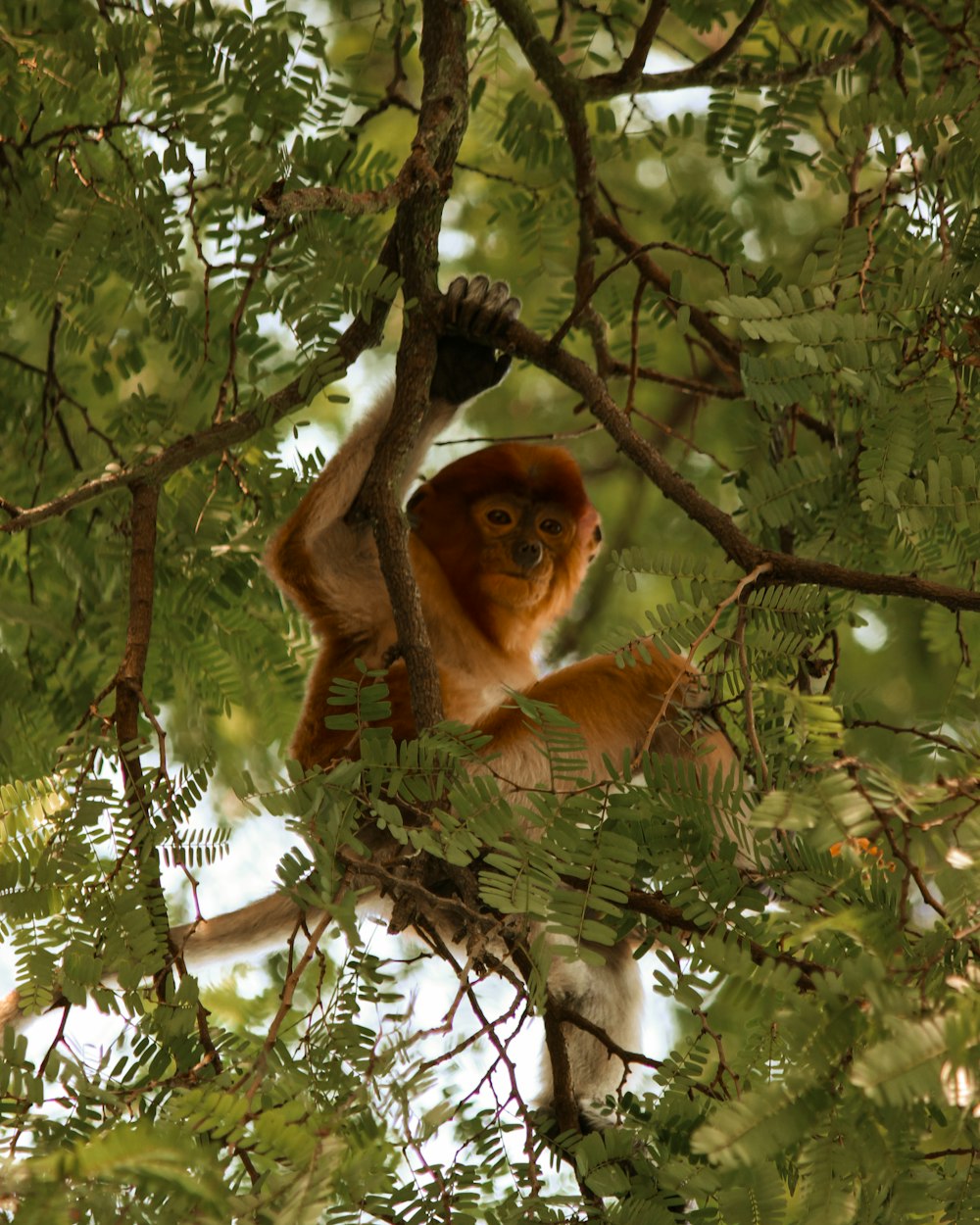 a monkey hanging from a tree branch in a forest