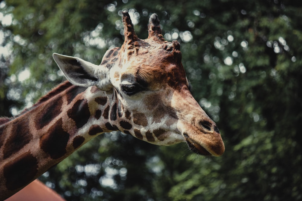 a close up of a giraffe with trees in the background