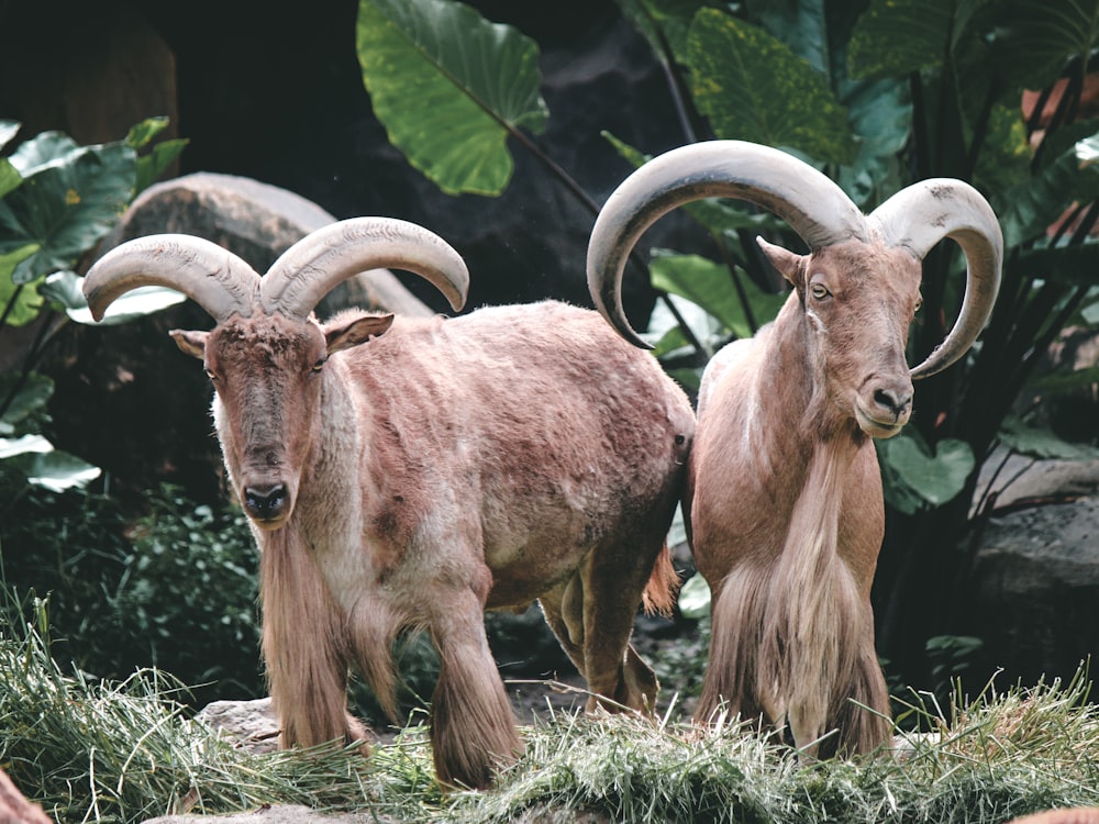 a couple of animals that are standing in the grass