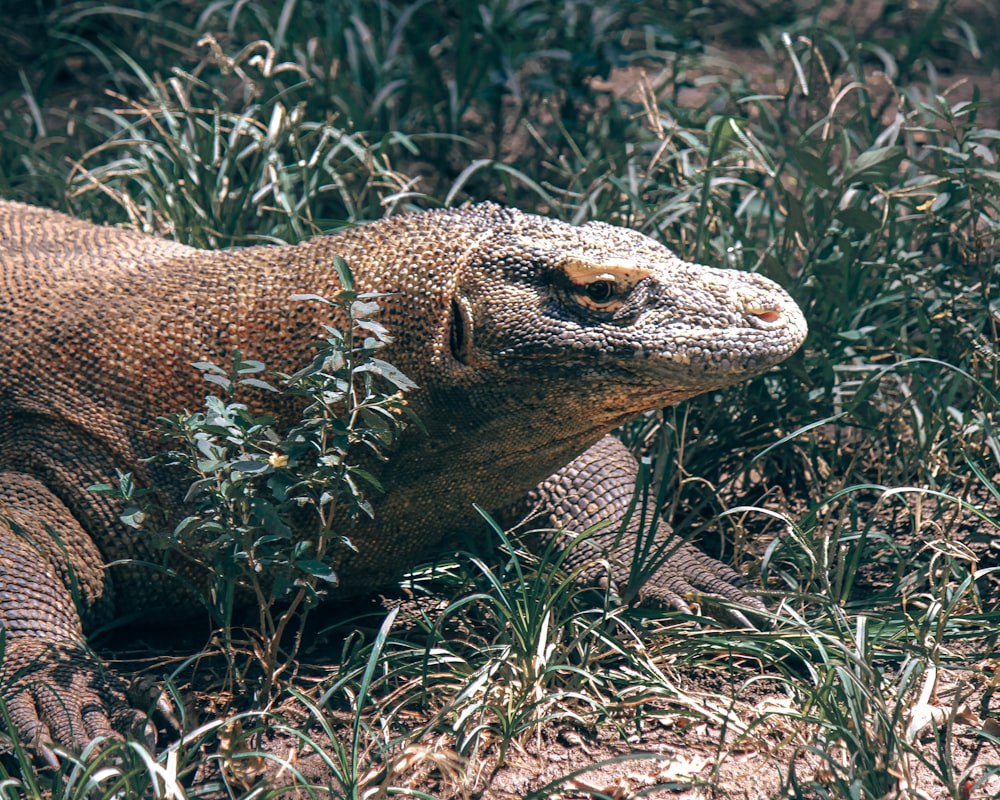 a large lizard laying on the ground in the grass