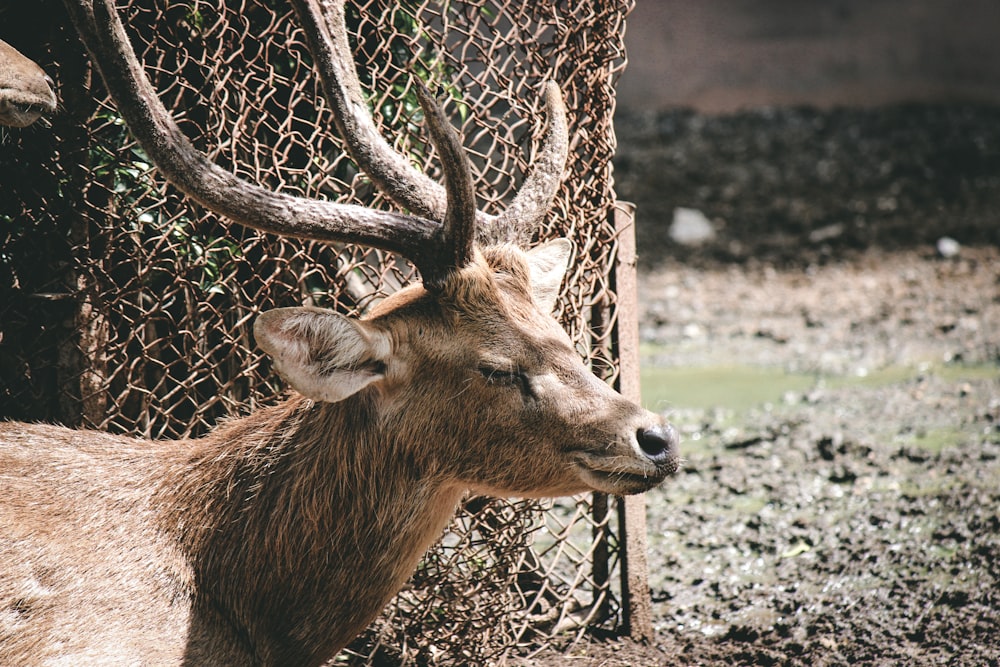 a deer is standing next to a fence