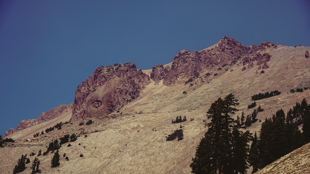 a group of trees on the side of a mountain