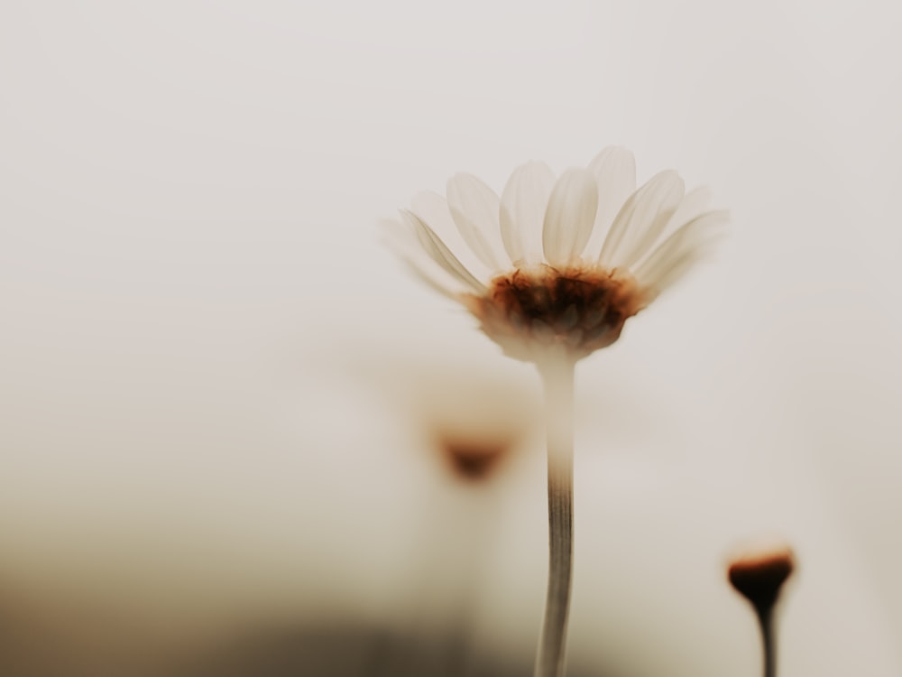 a close up of a flower with a blurry background