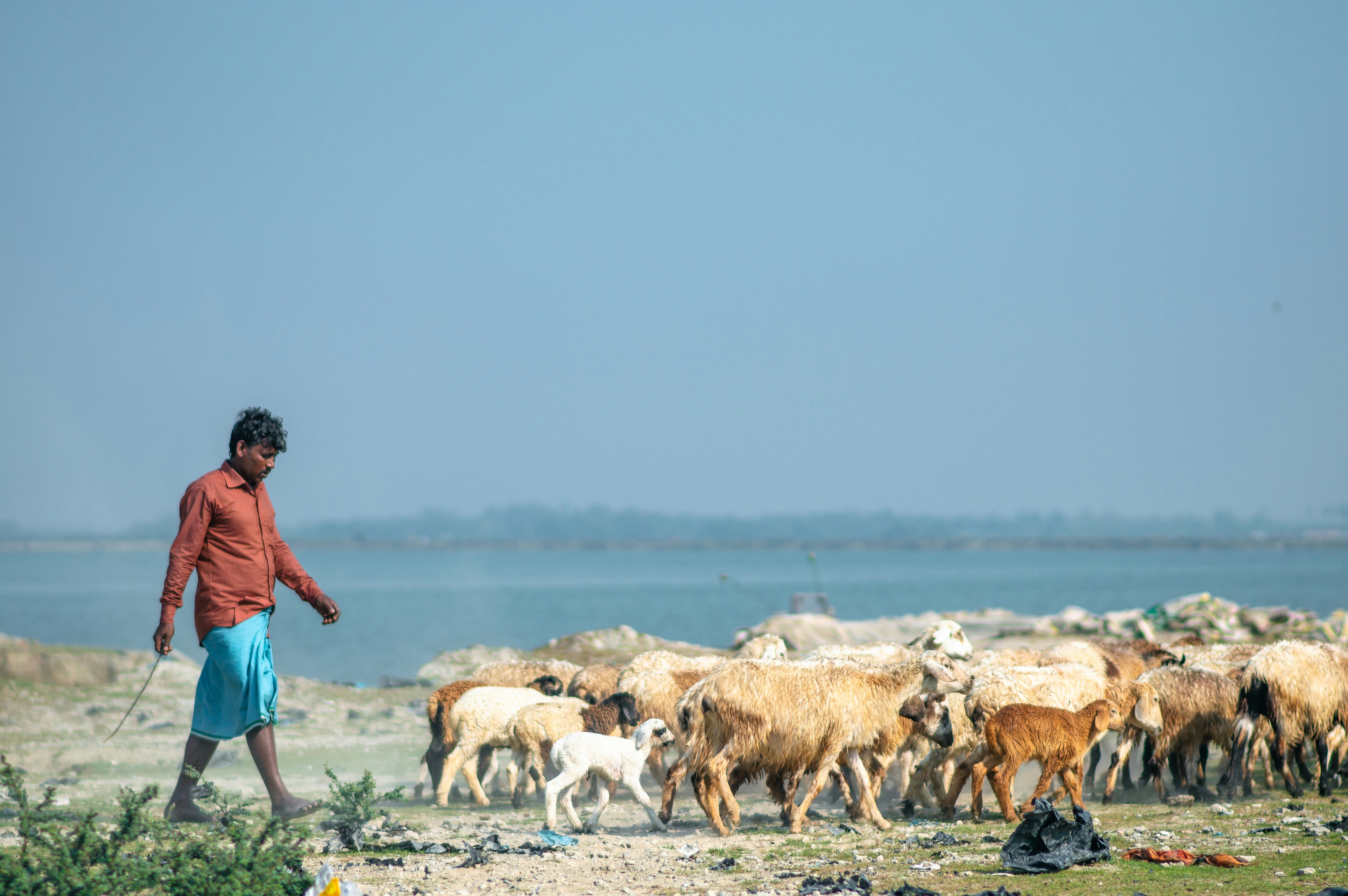 Un hombre pastoreando un rebaño de ovejas en una playa