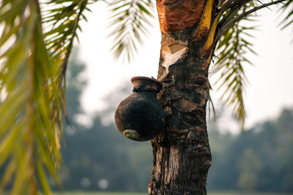 a pot hanging from a tree in a field
