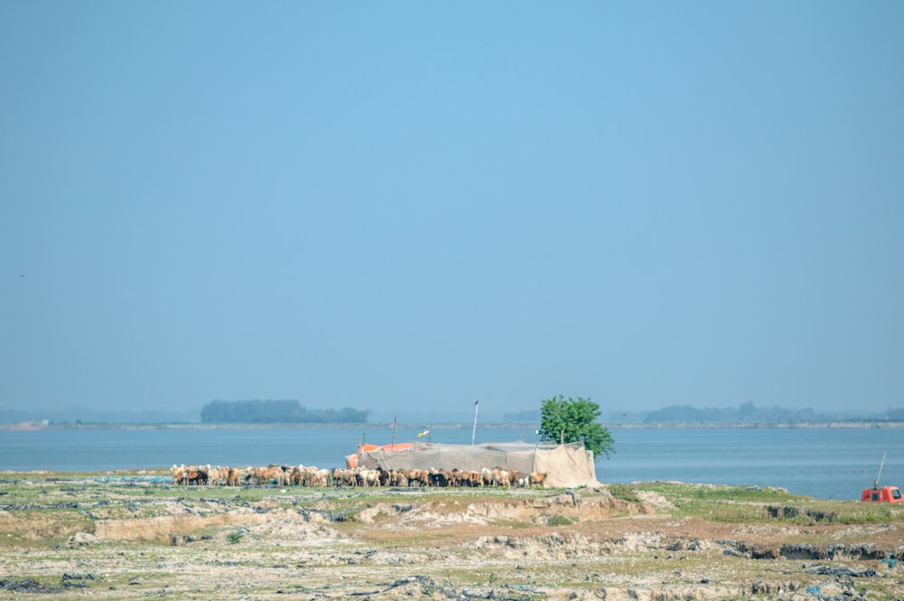 a herd of animals standing on top of a dry grass field