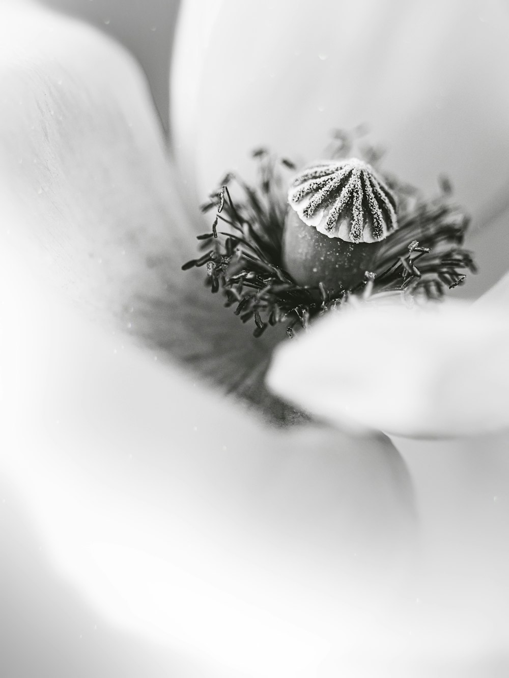 a black and white photo of a flower