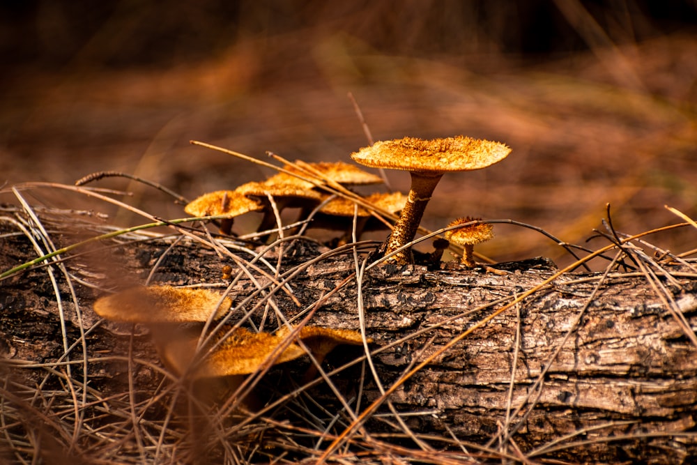 a group of small yellow mushrooms growing on a log