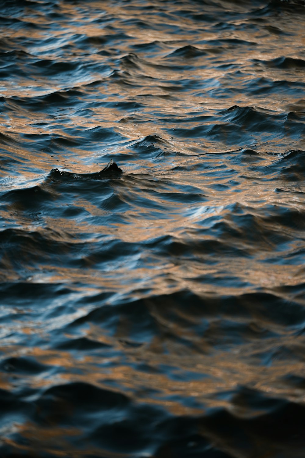 a bird flying over a body of water