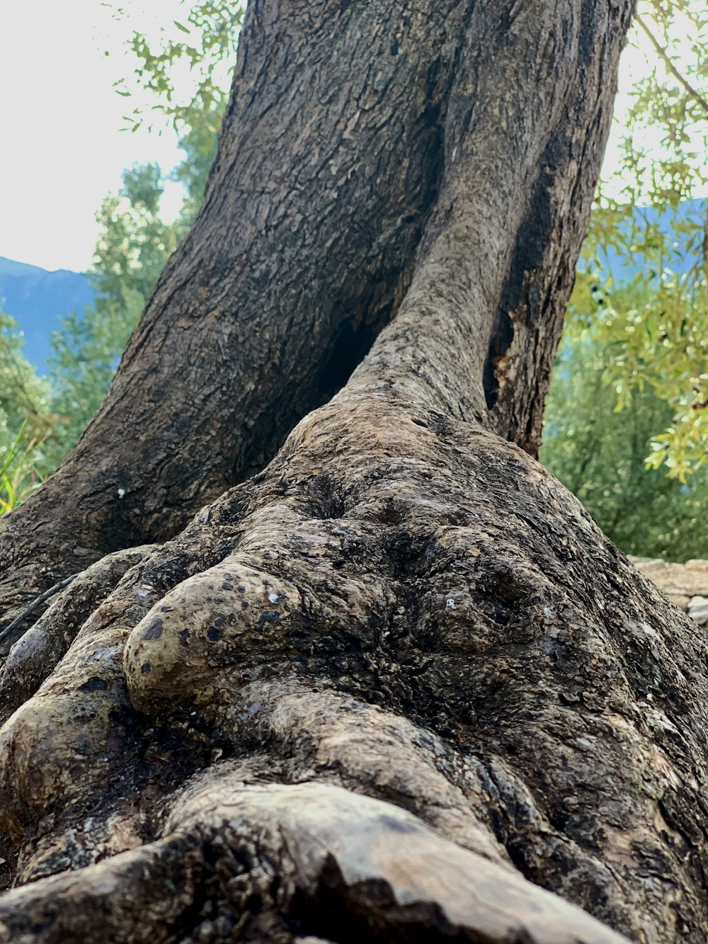 un grande albero con un tronco molto grande