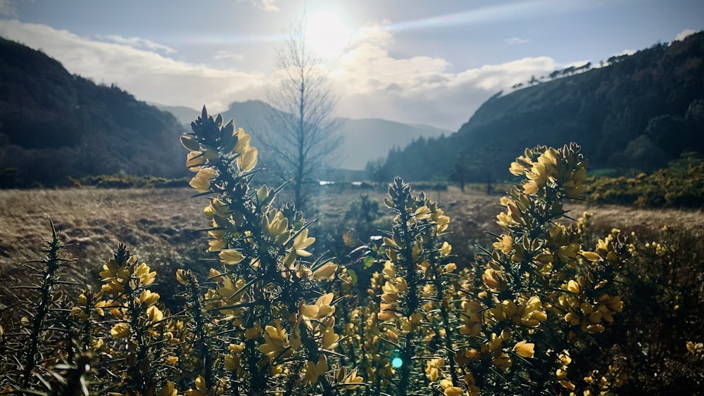 a field with yellow flowers and mountains in the background