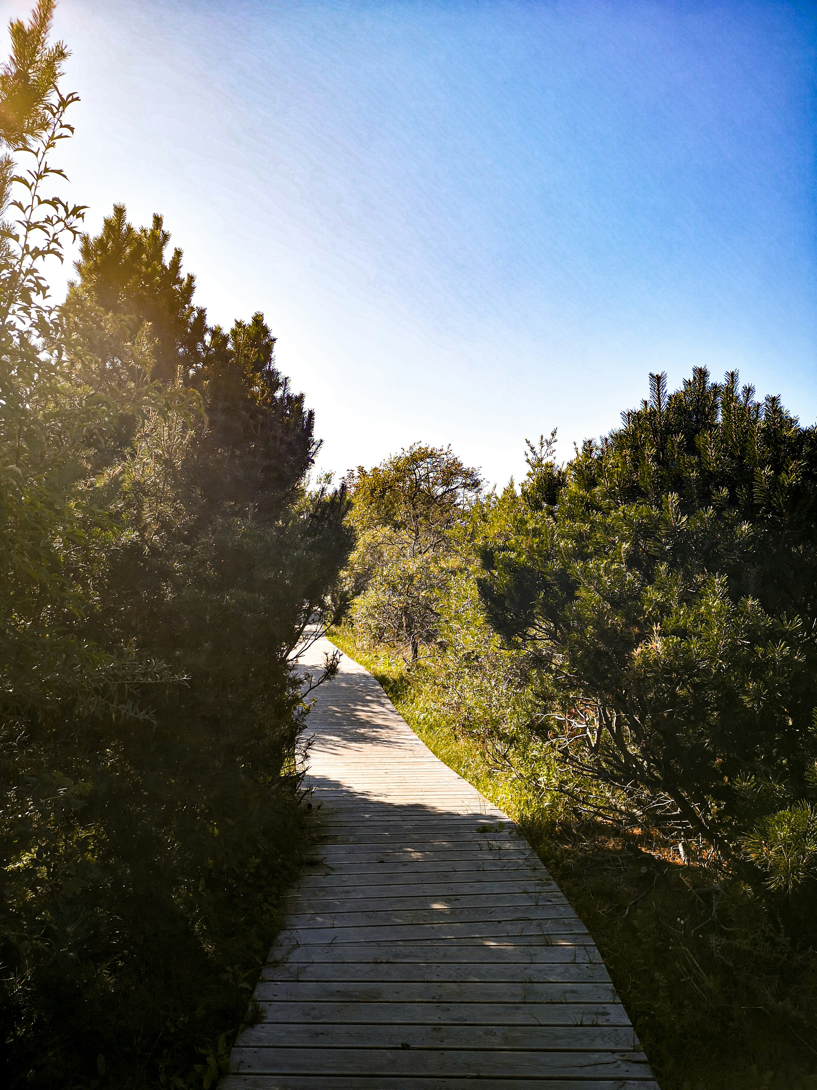 Palanga – Final Summary