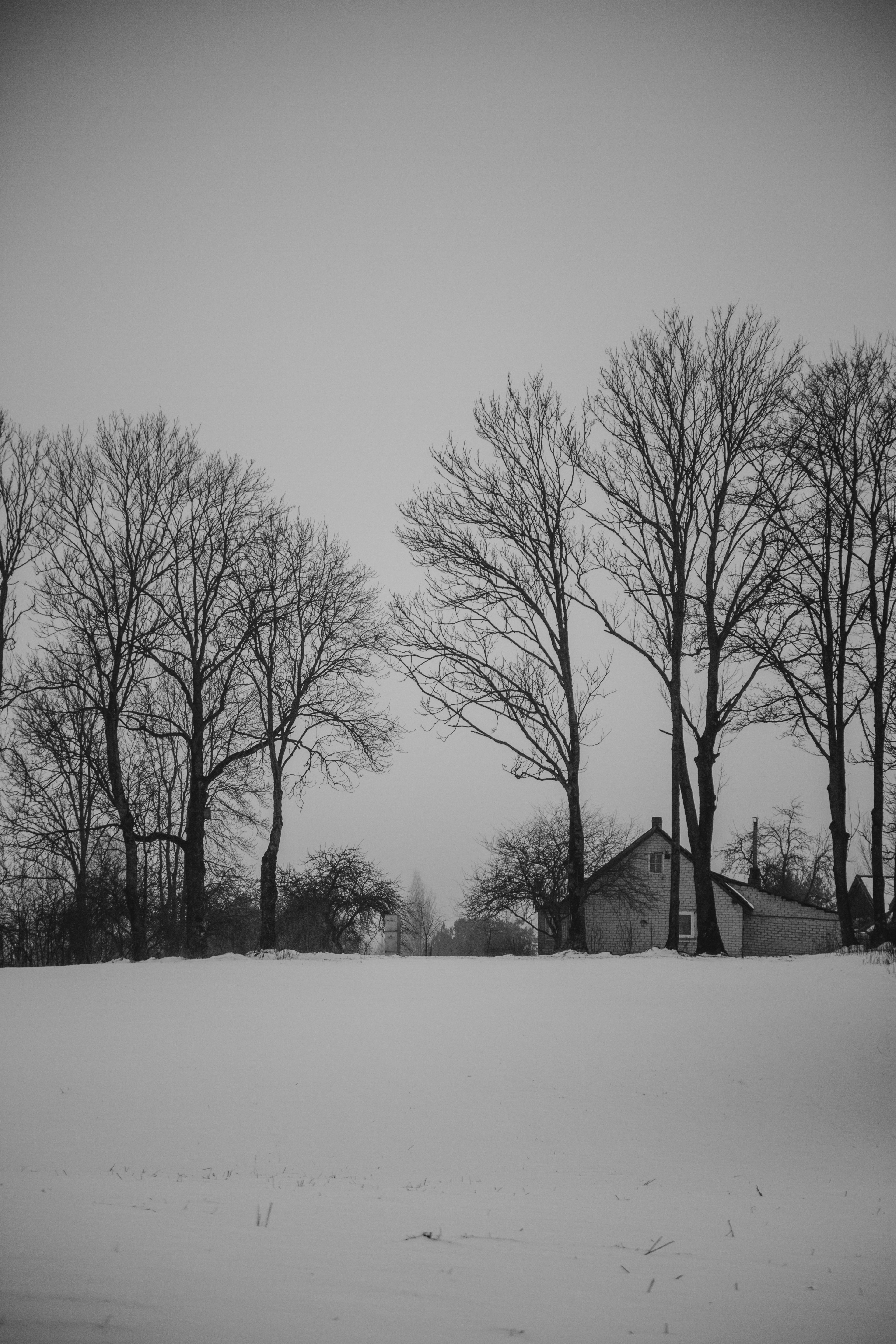 Photo by guceviciutecom