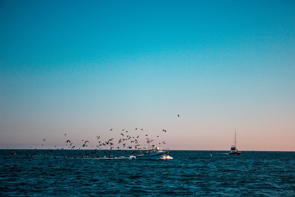 a flock of birds flying over a boat in the ocean