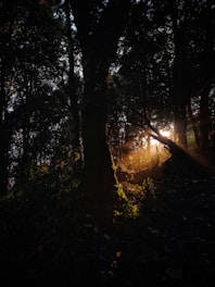 the sun is shining through the trees in the woods