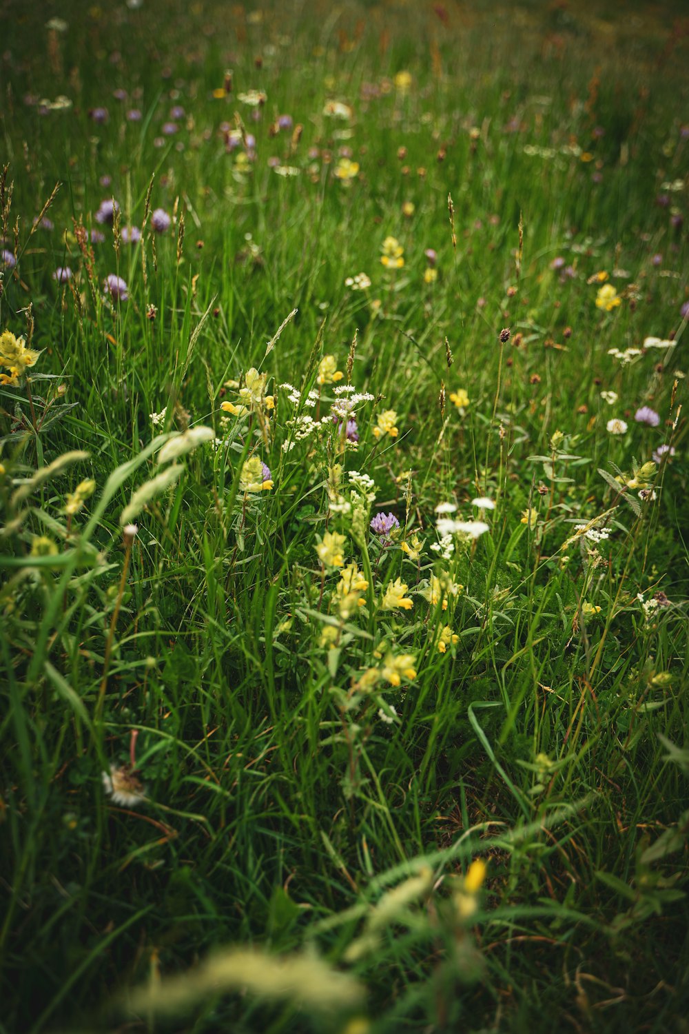 a bunch of flowers that are in the grass